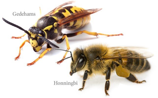  se forskel på en gedehams og en honningbi