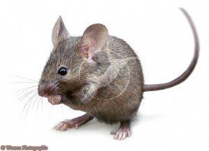 Bekæmpelse af mus